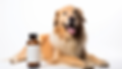 Nahrungsergänzungsmittel für Hunde.png