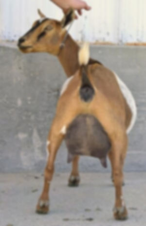 lindy hind.jpg