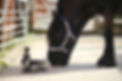 All Products horse1.jpg