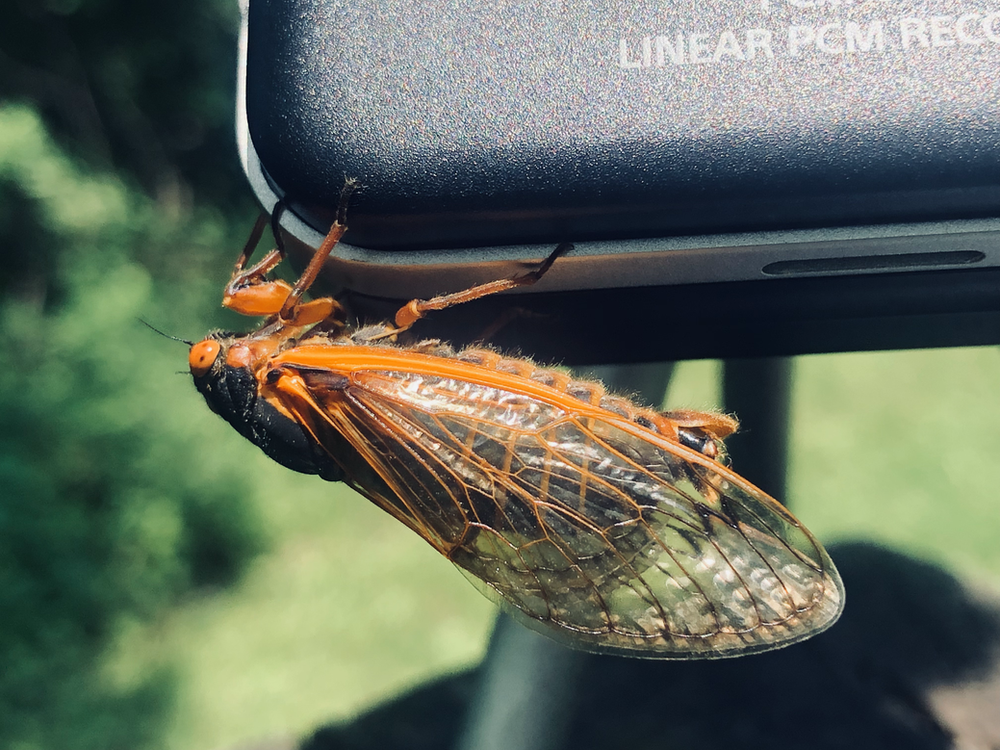 BroodX Cicada Soundscape