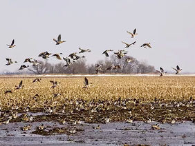 The Elms duck fields - Altheimer, Arkansas