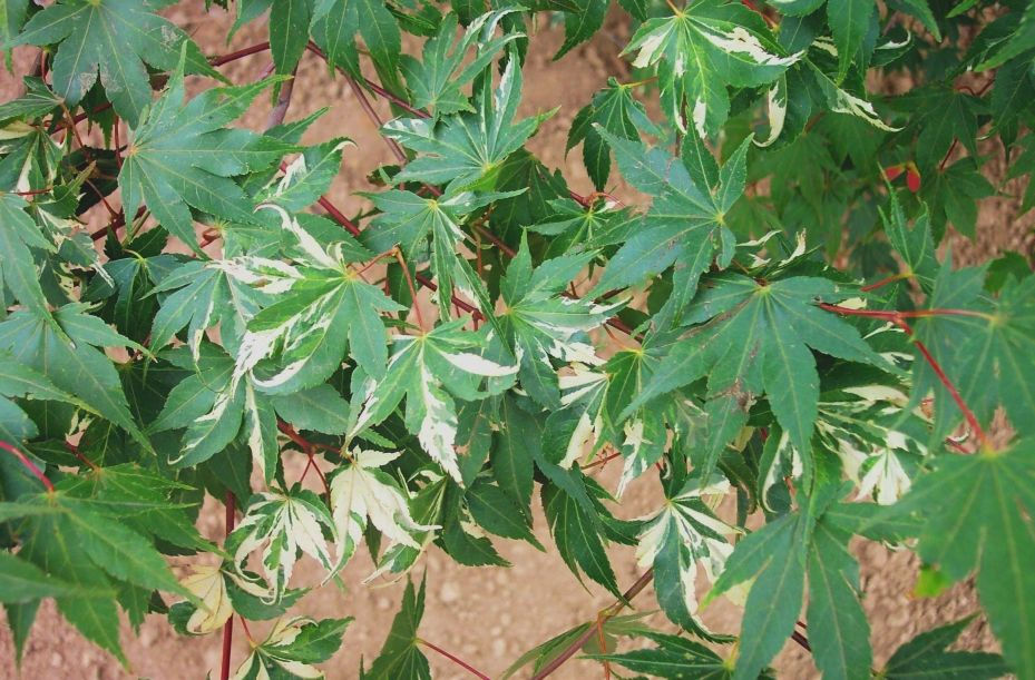 Versicolor.JPG