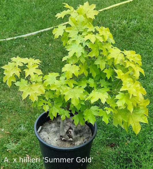 hillieriSummerGold-sf1.jpg