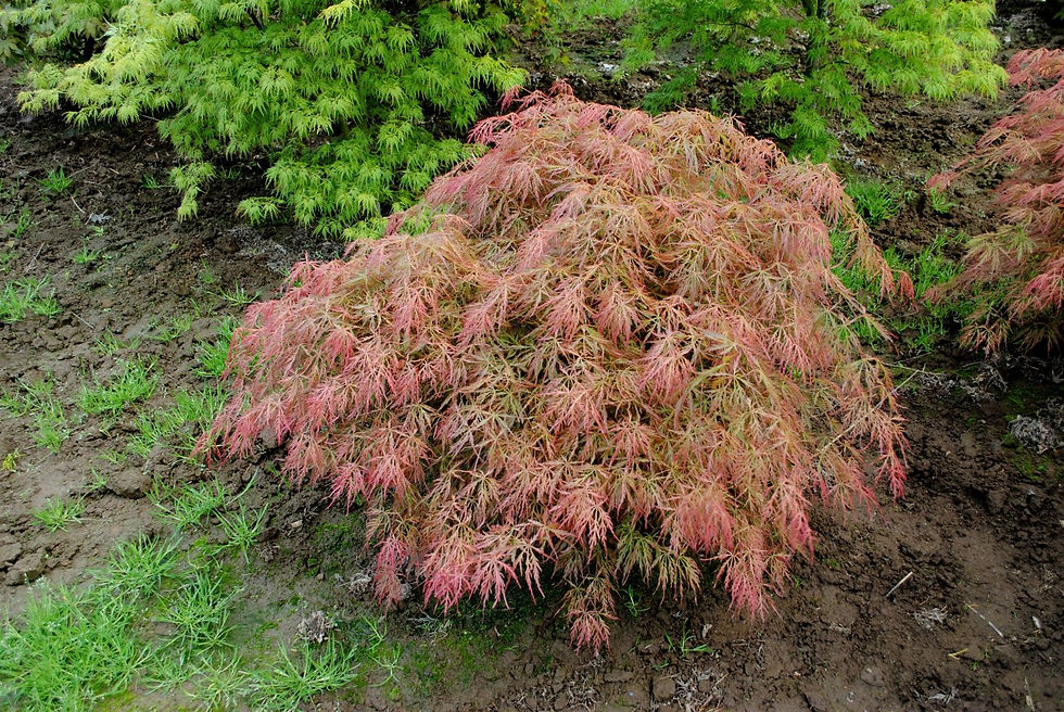 OttosDissectum2 (2).JPG