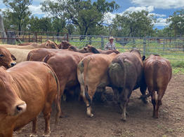 Tom in the yards with cattle.jpeg