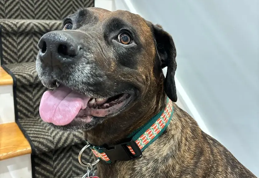 easter dog collar.webp