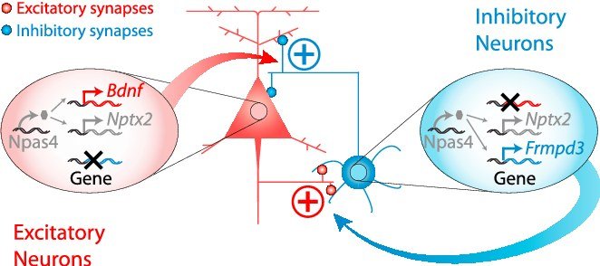 Circuit schematic of excitatory and inhibitory neurons with activity-regulated genes Npas4, Bdnf, Nptx2 and Frmpd3