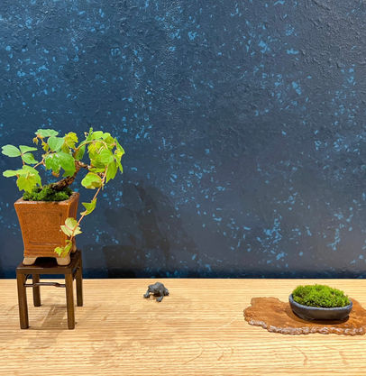 週末盆栽220710cafeblueb.jpeg