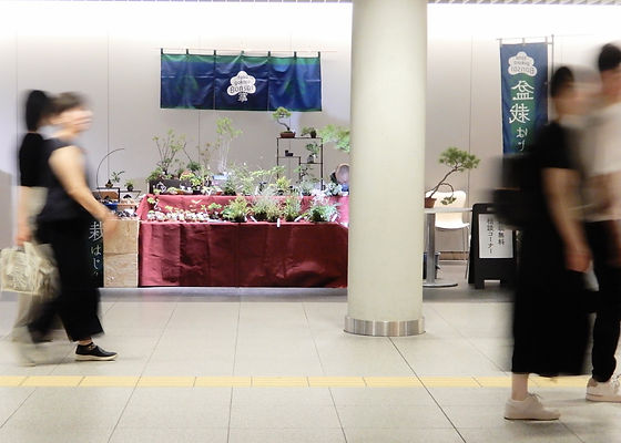 盆栽・水石 | Tanagokoro | 札幌市