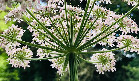 cowslip.jpg
