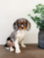 Frankie the merle Cavalier