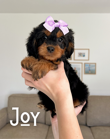 Joyful Little - 6.png