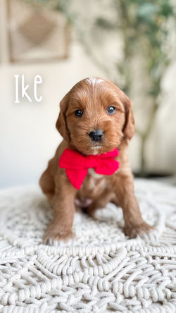 Kit (Your Story) - 5