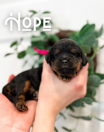 Joyful Little - 7 (1).PNG