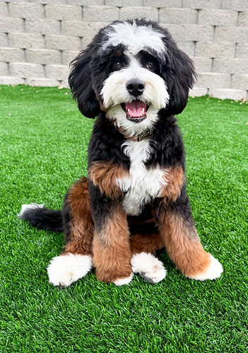Pepper the Tricolor Mini Multigenerational Bernedoodle