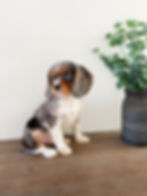 Frankie the merle Cavalier