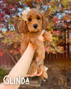 Peach’s Wicked Cuddle Cavapoos - 4 (1)