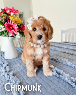 Lola’s Woodland Litter - 5 (2)