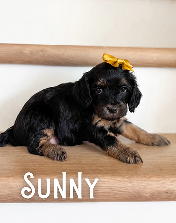 Joyful Little - 3 (1).PNG