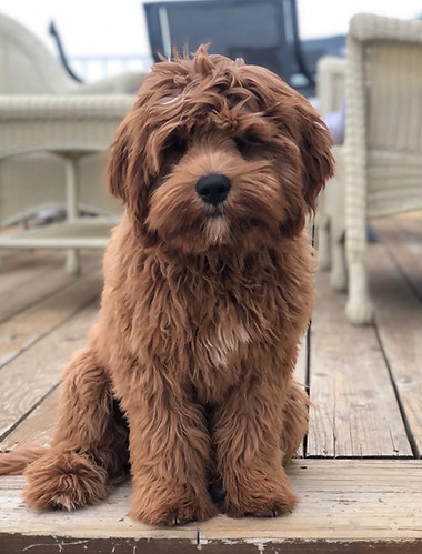 Buster the Cuddle Cavapoo