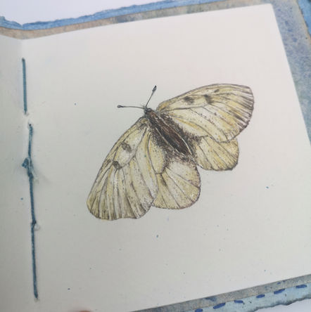butterfly book page 2 .jpg