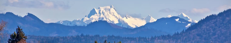 Skagit County Yellow Tulips Field with Mountains in the Background