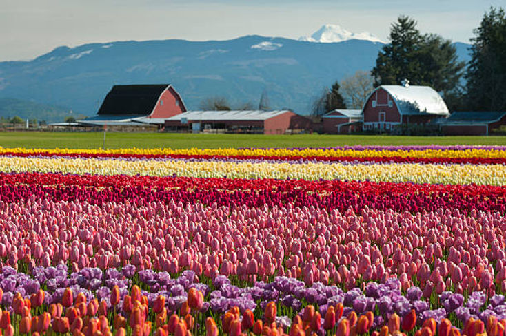 skagit photos.jpg