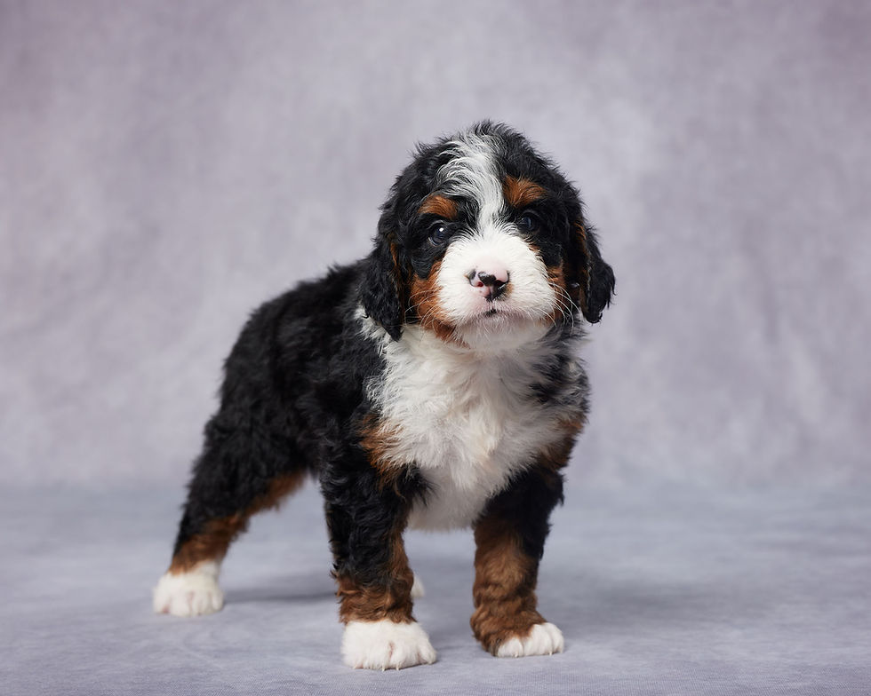 Thumbnail: Brock