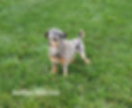 Thumbnail: Gizmo
