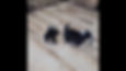 Thumbnail: Cecil