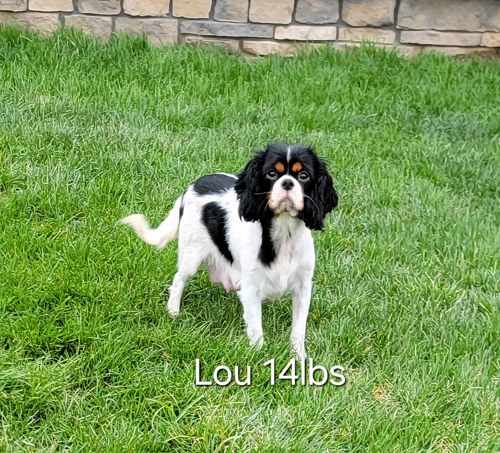 Thumbnail: Milo 