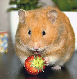 Hamster%20Tiphaine%20Mainge_edited.jpg
