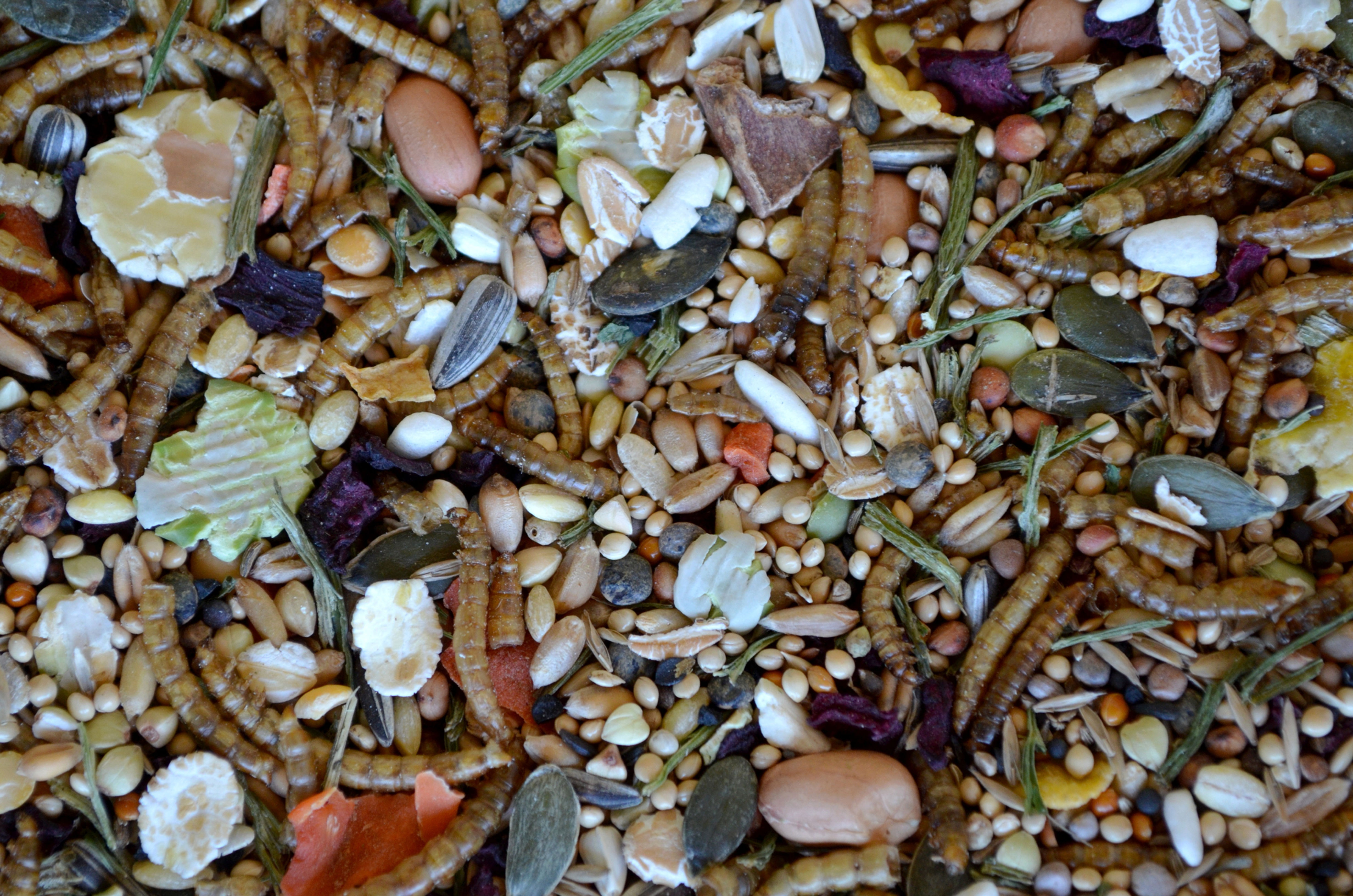 Souris - Sans herbes