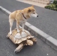 cc7e672916c4aa4b28b1472a7505edde_w200.gif