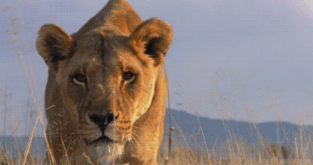 b90cbe9e959010e07d378fb0bfdf2733.gif