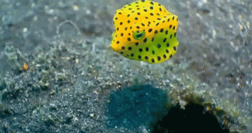 unnamed.gif