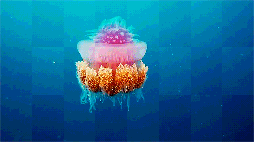 8c664e80717e1b1fb90b72b20d59ae9f.gif