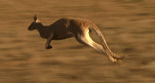 canguro.gif