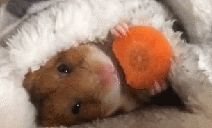 tumblr_ny8a5e4dH41rluhlpo1_400.gif