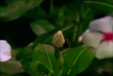 ec75464948230149dd0b0d607360aa4f.gif
