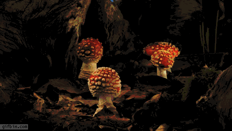 Cool-Fungi-Gif.gif