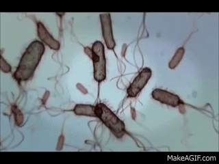 FXWD5-.gif