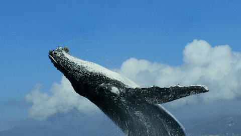 cetaceo.gif