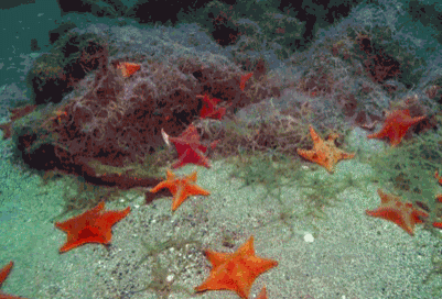 estrellas-mar-5864.gif
