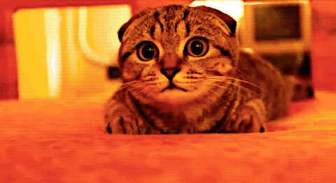 tumblr_n4xn88bZwm1r7a0eio1_500.gif