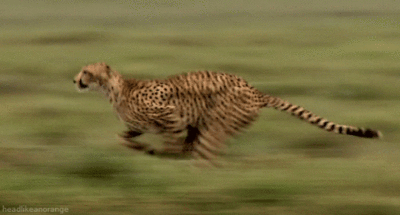 fb5ed8bf97f96cffb4da2dc3ee57fbbf.gif