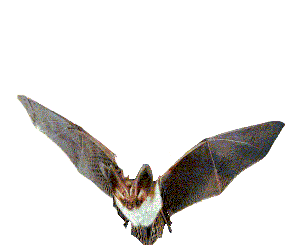 murcielago-animado.gif