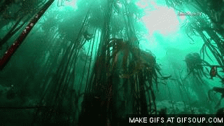4yx7.gif
