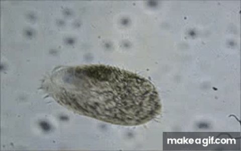 MvbW-B.gif