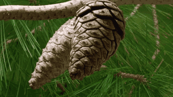 CFuT.gif